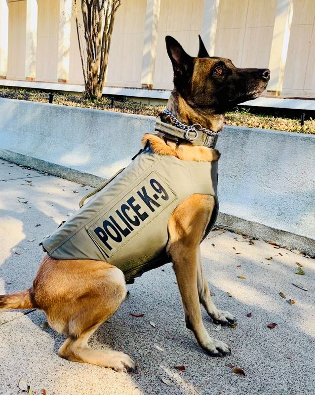Police K9 Hummer wearing a protective vest