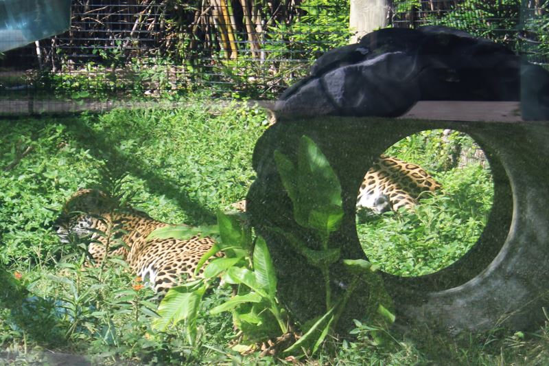 Jaguars lie in an enclosure near a large tractor tire