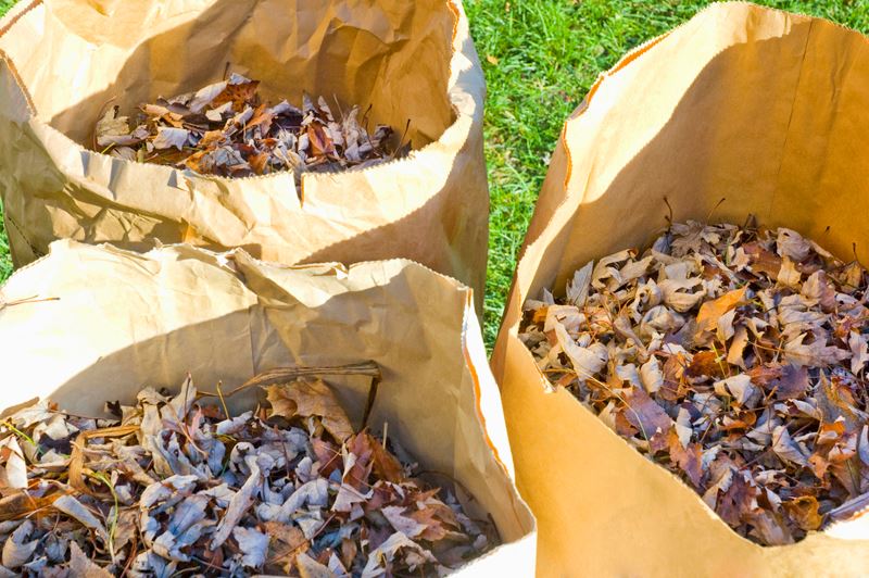 Dead leaves in paper bags