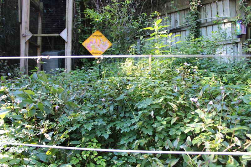 A fenced area is overgrown with leafy plants. A sign reads Hummingbird Crossing.