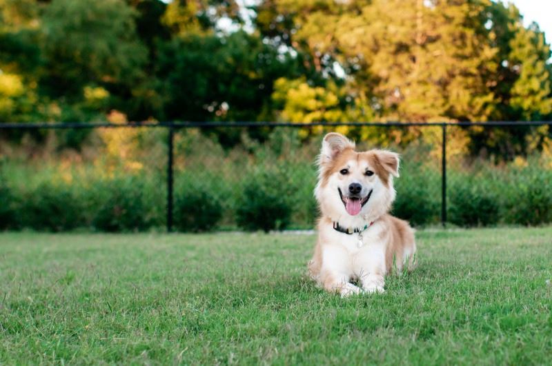 A dog sits in a grassy fenced area