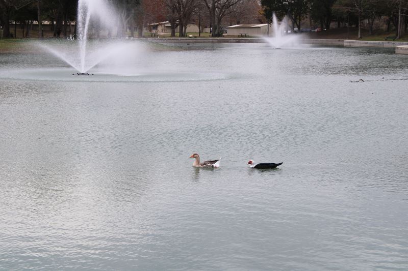Two geese float in the duck pond near a decorative fountain