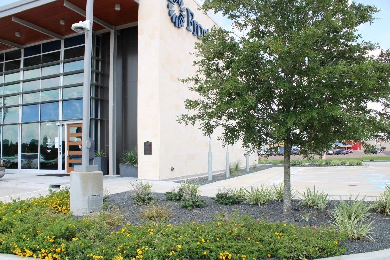 A rocky flowerbed in front of Frost Bank with yellow flowers, succulents and a tree
