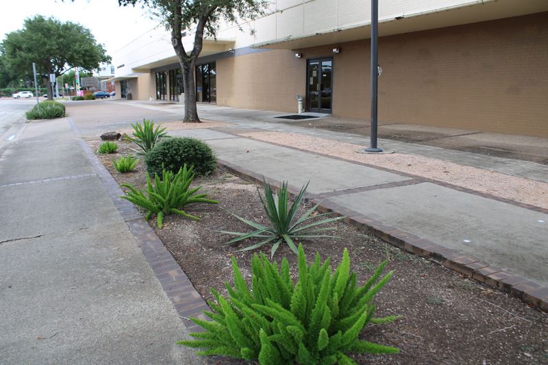 A flowerbed with sparsely planted bushes and succulents outside 700 Main Center.