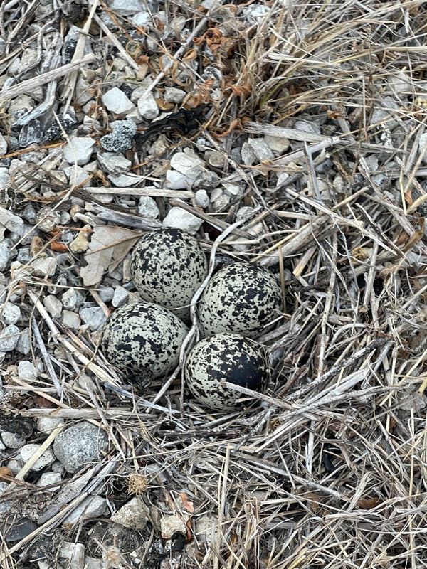 Speckled bird eggs on the ground.